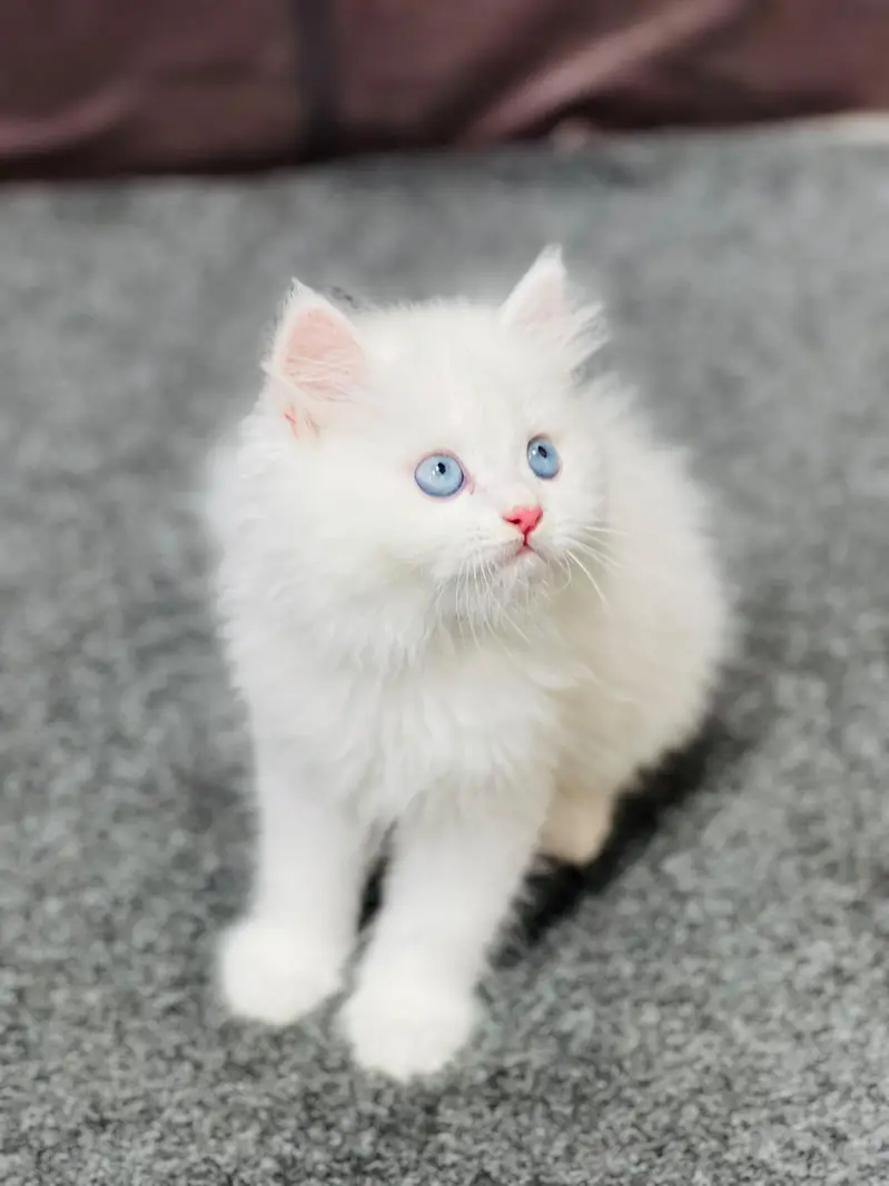Cash on delivery parshion punch face kittens — photo 7