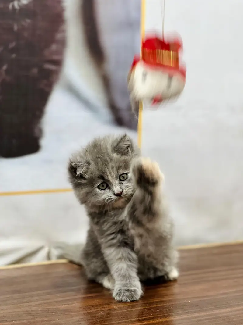 Cash on delivery parshion punch face kittens — photo 12