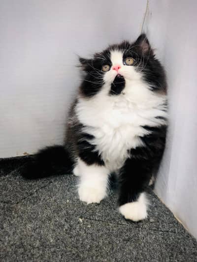 Cash on delivery parshion punch face kittens