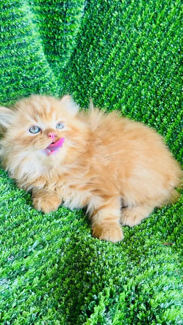 Cash on delivery parshion punch face kittens — photo 8