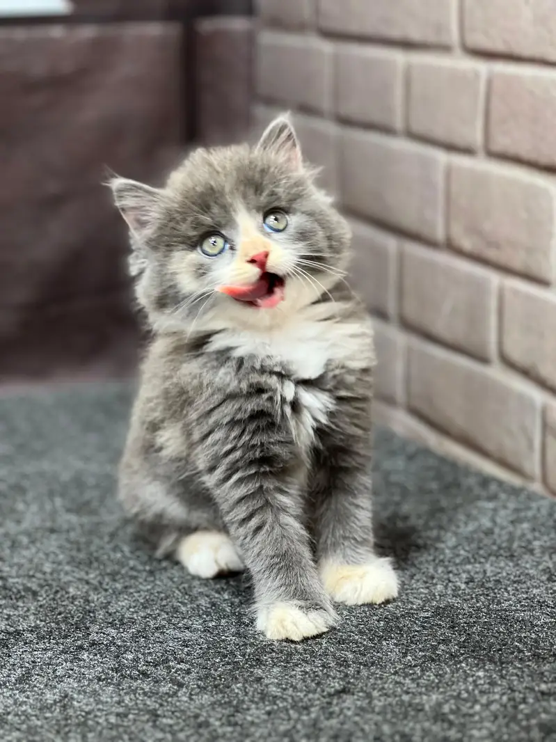 Cash on delivery parshion punch face kittens — photo 11