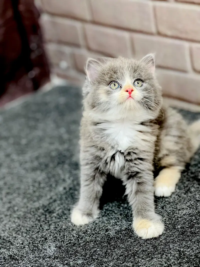 Cash on delivery parshion punch face kittens — photo 12