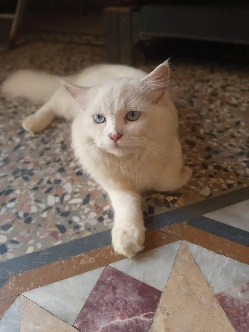 *. . . . PERSIAN CITTEN FOR SALE . * — photo 2
