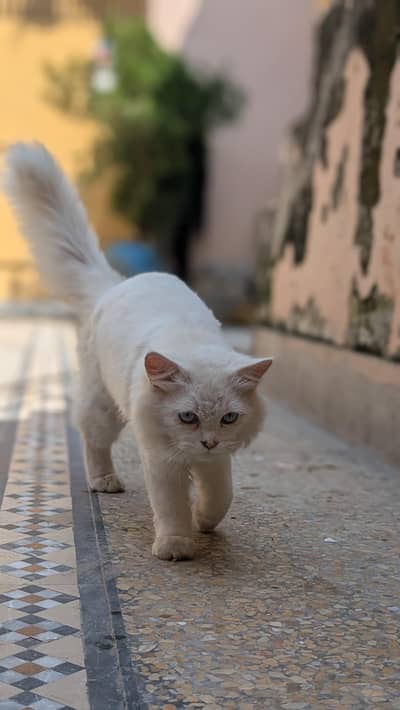 *. . . . PERSIAN CITTEN FOR SALE . *