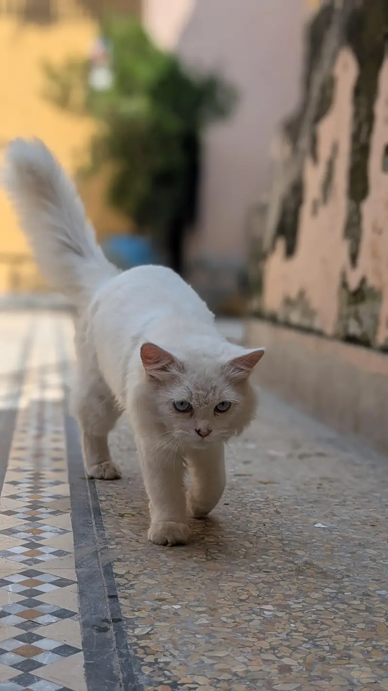 *. . . . PERSIAN CITTEN FOR SALE . *