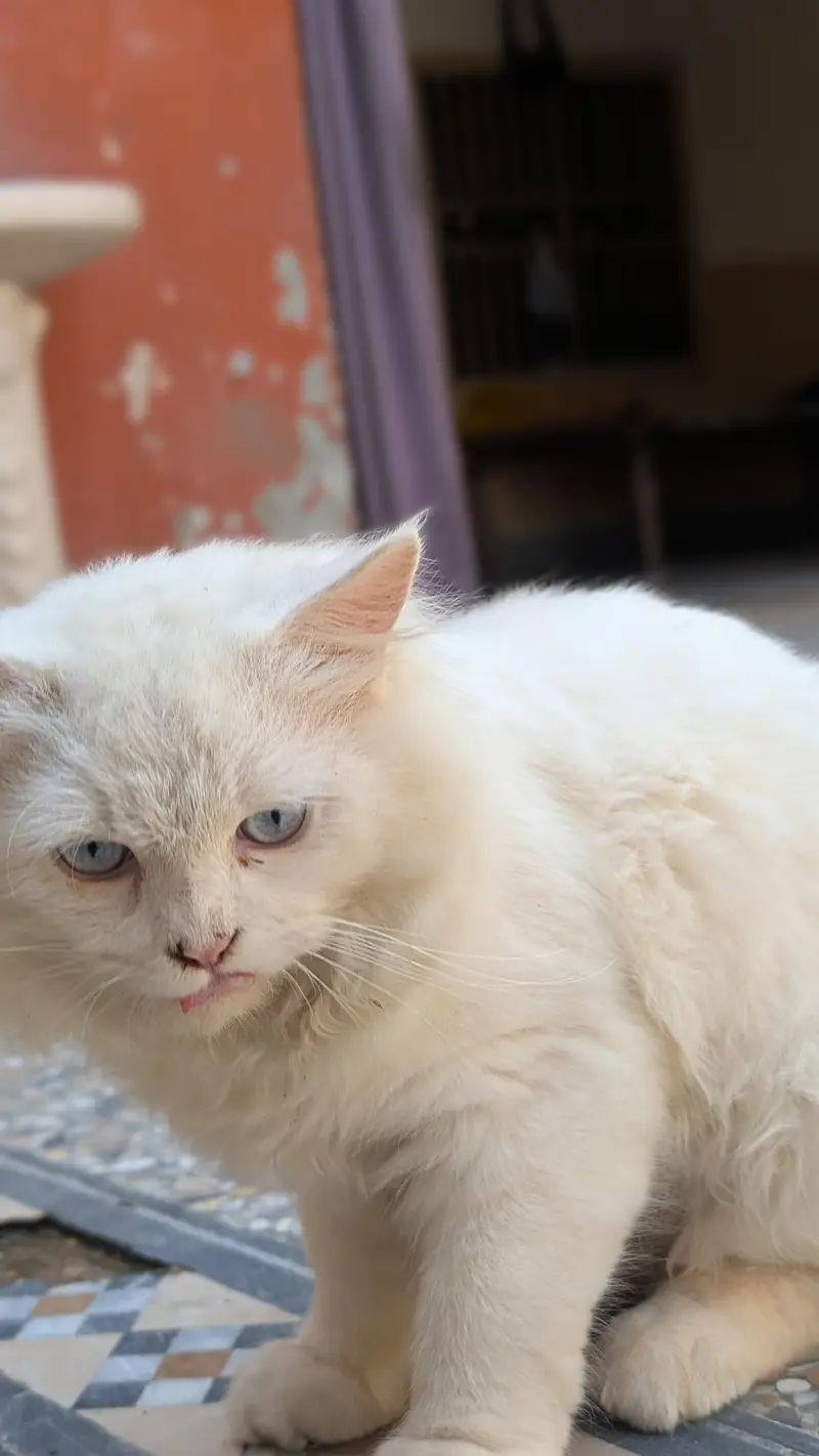 *. . . . PERSIAN CITTEN FOR SALE . * — photo 3