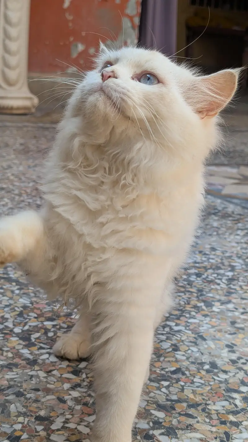 *. . . . PERSIAN CITTEN FOR SALE . * — photo 4