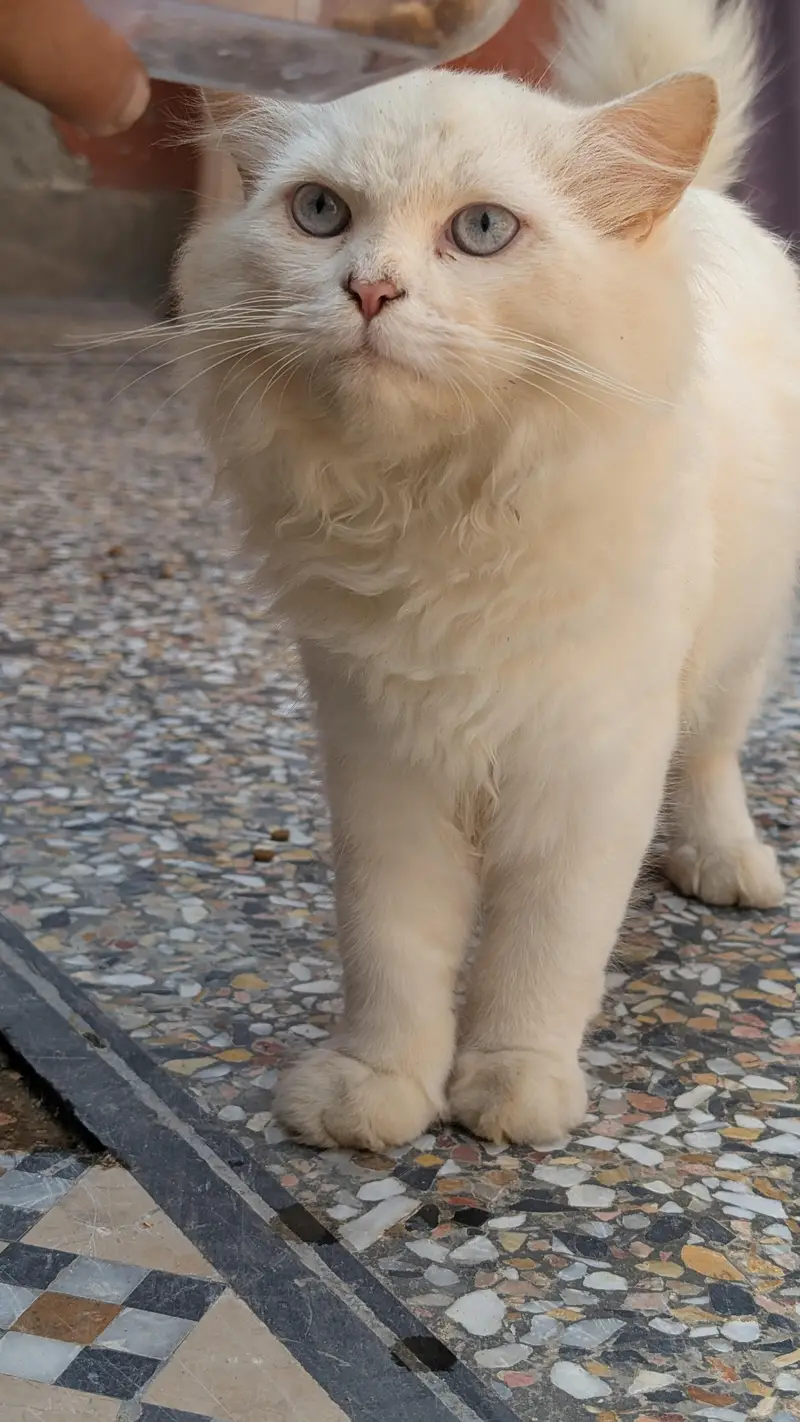 *. . . . PERSIAN CITTEN FOR SALE . * — photo 6