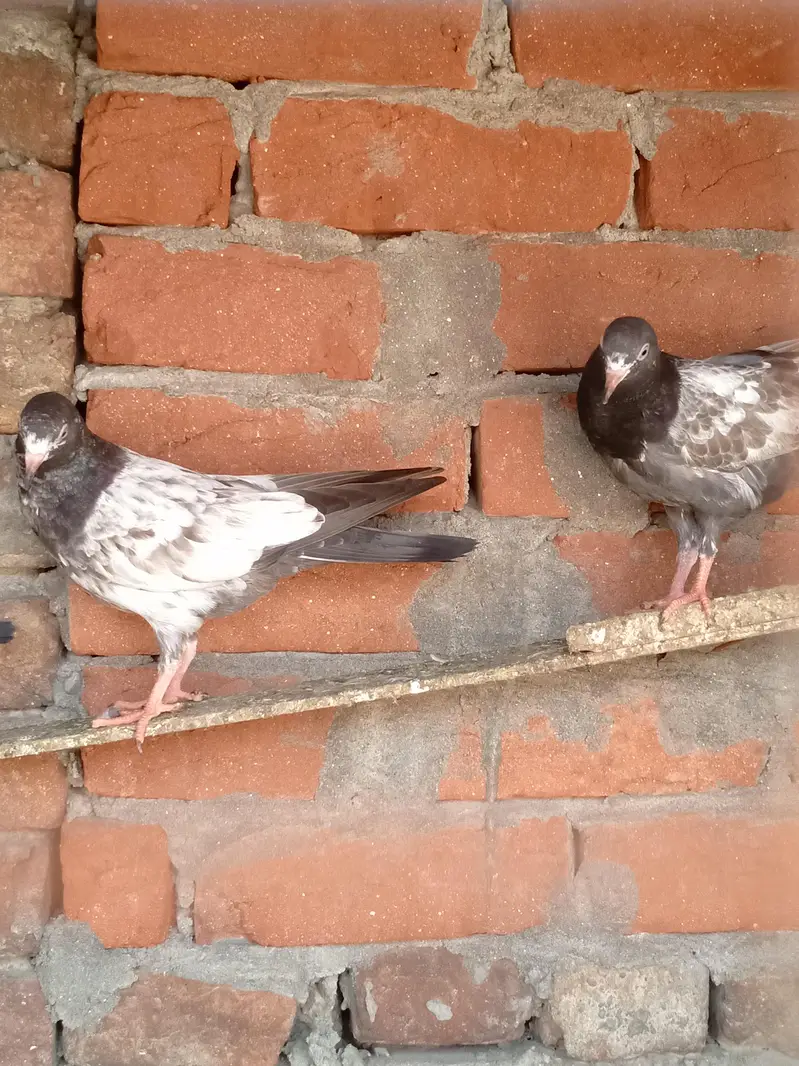 pure salara teddy pigeons