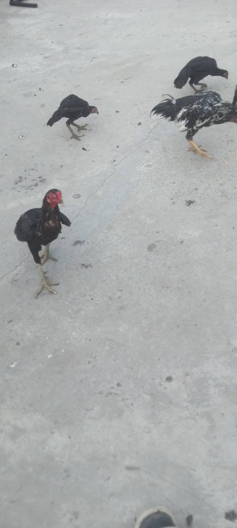 top quality 7