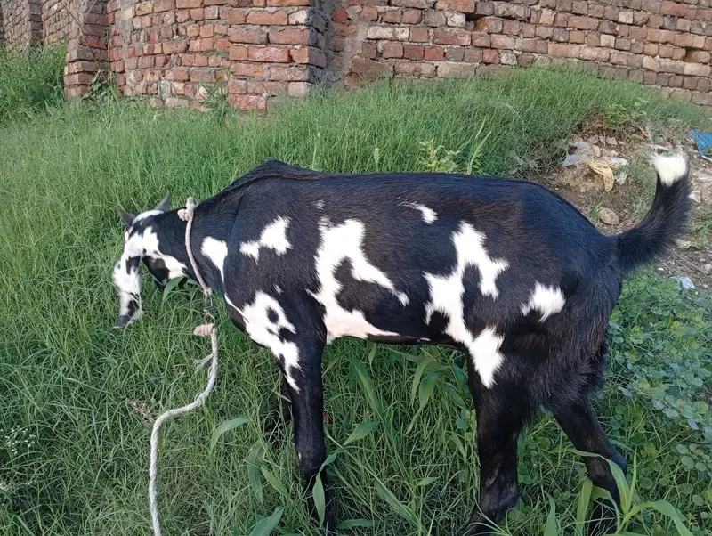 desi bettal mix bakri