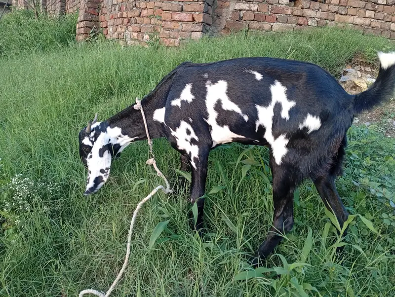 desi bettal mix bakri — photo 2