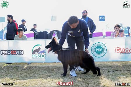 Top quality show line breeder female 03224546936