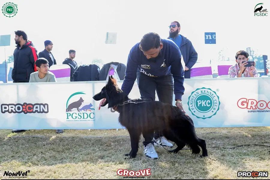 Top quality show line breeder female 03224546936
