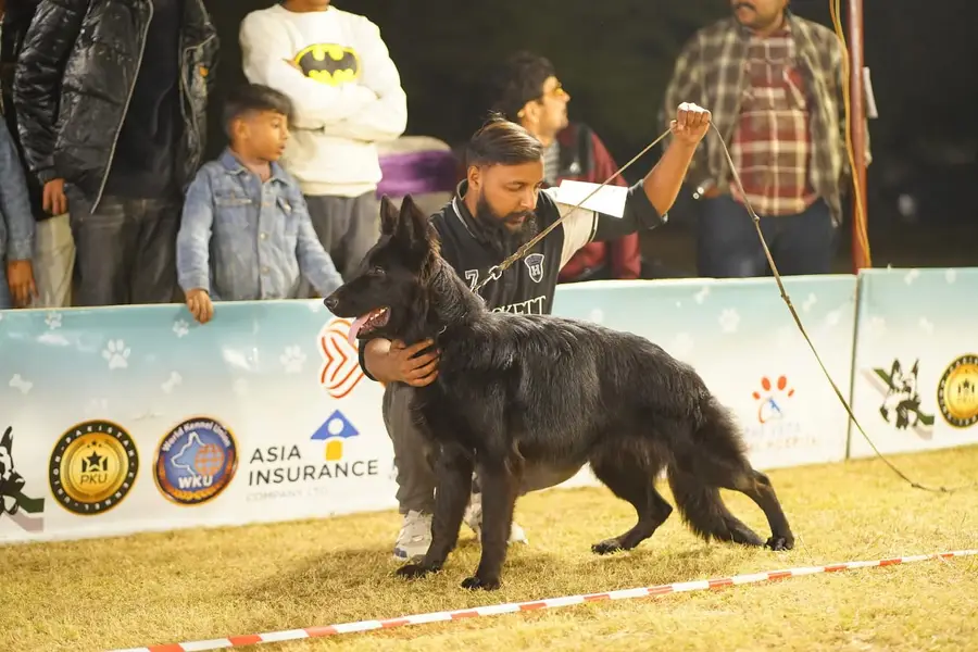 Top quality show line breeder female 03224546936 — photo 2