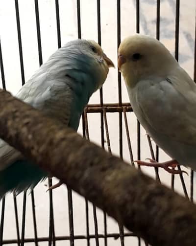 Hogoromo and Rainbow budgies