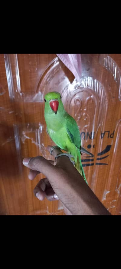 ringneck parrot baby handtame