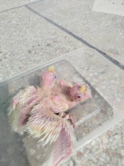 Quality Handfeed Cocktail Chicks Available Per Piece