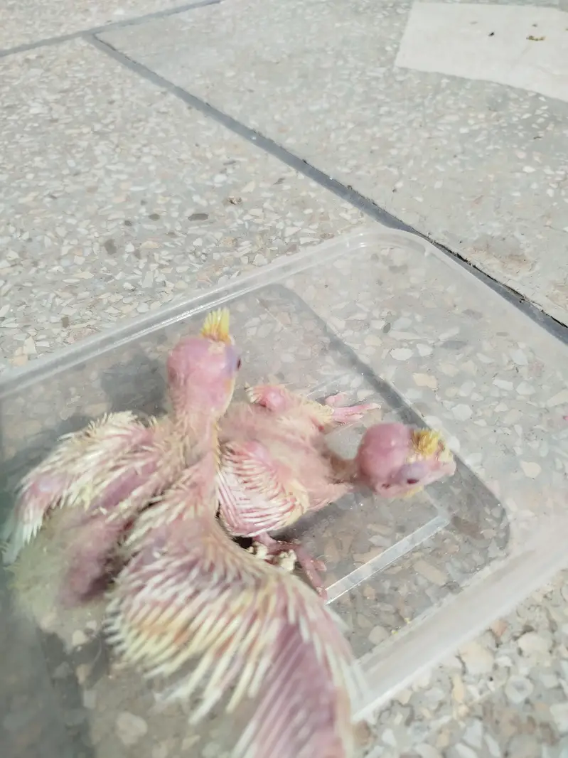 Quality Handfeed Cocktail Chicks Available Per Piece — photo 2