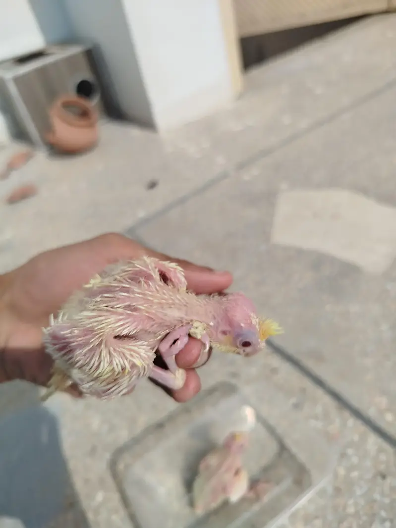 Quality Handfeed Cocktail Chicks Available Per Piece — photo 3