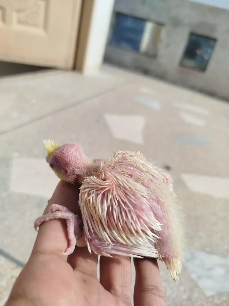 Quality Handfeed Cocktail Chicks Available Per Piece — photo 4