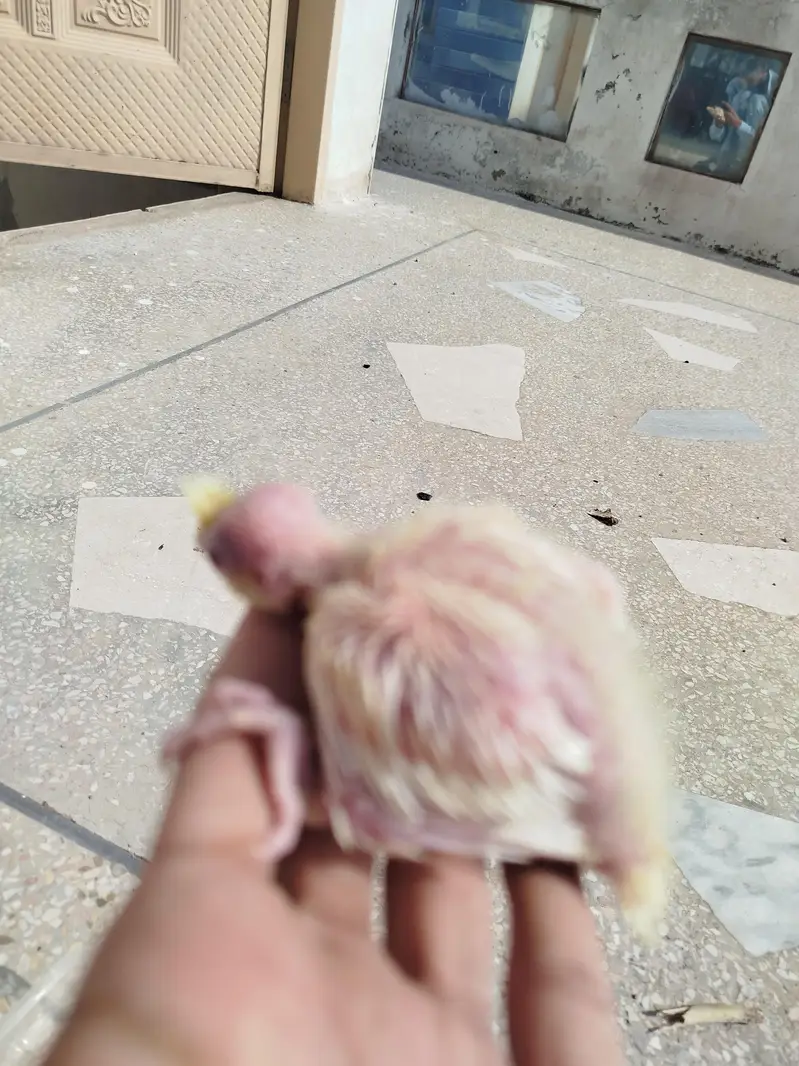 Quality Handfeed Cocktail Chicks Available Per Piece — photo 5