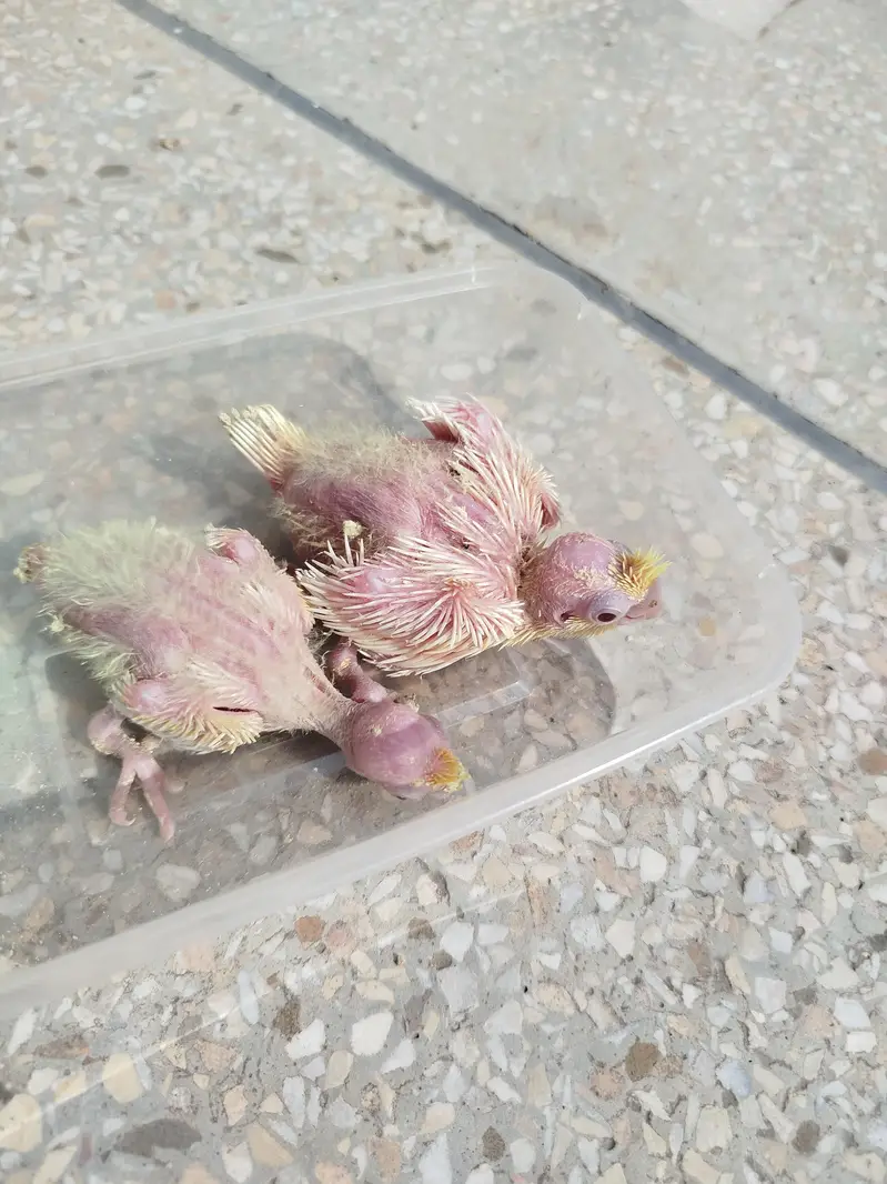 Quality Handfeed Cocktail Chicks Available Per Piece — photo 6