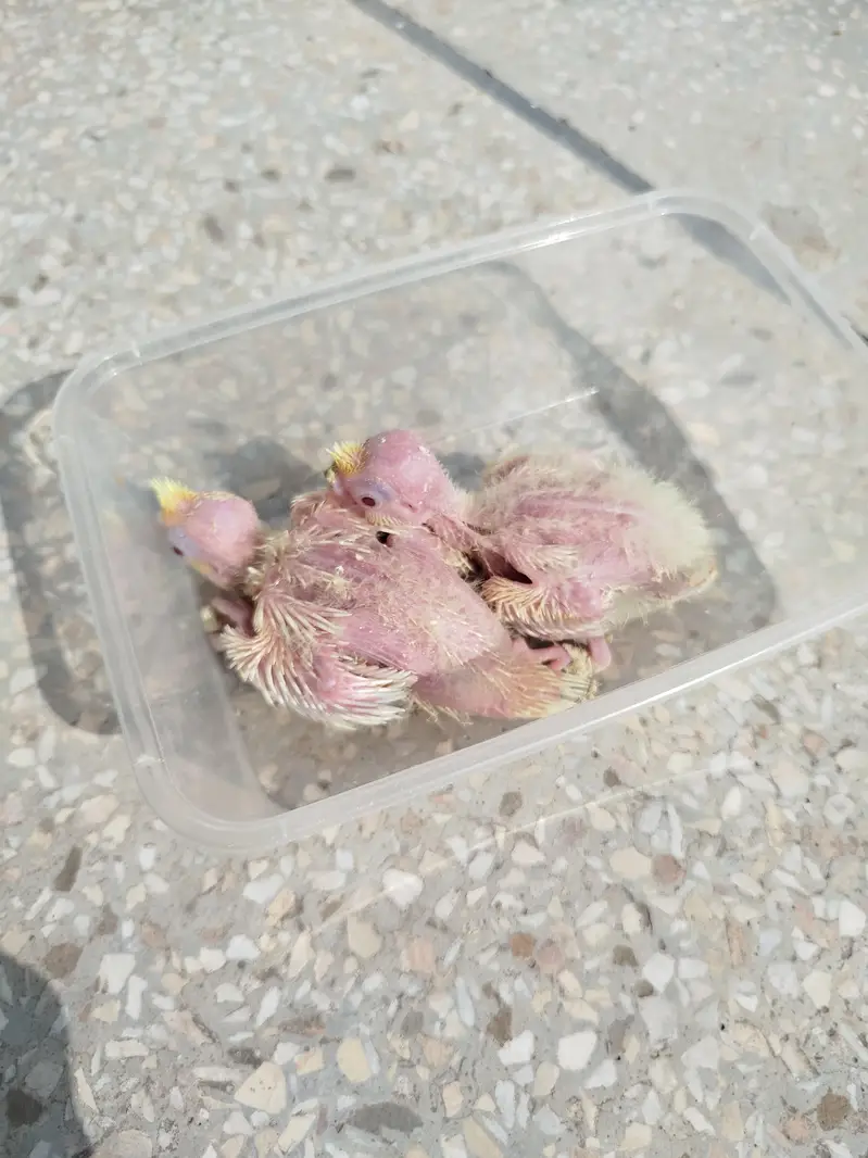 Quality Handfeed Cocktail Chicks Available Per Piece — photo 7