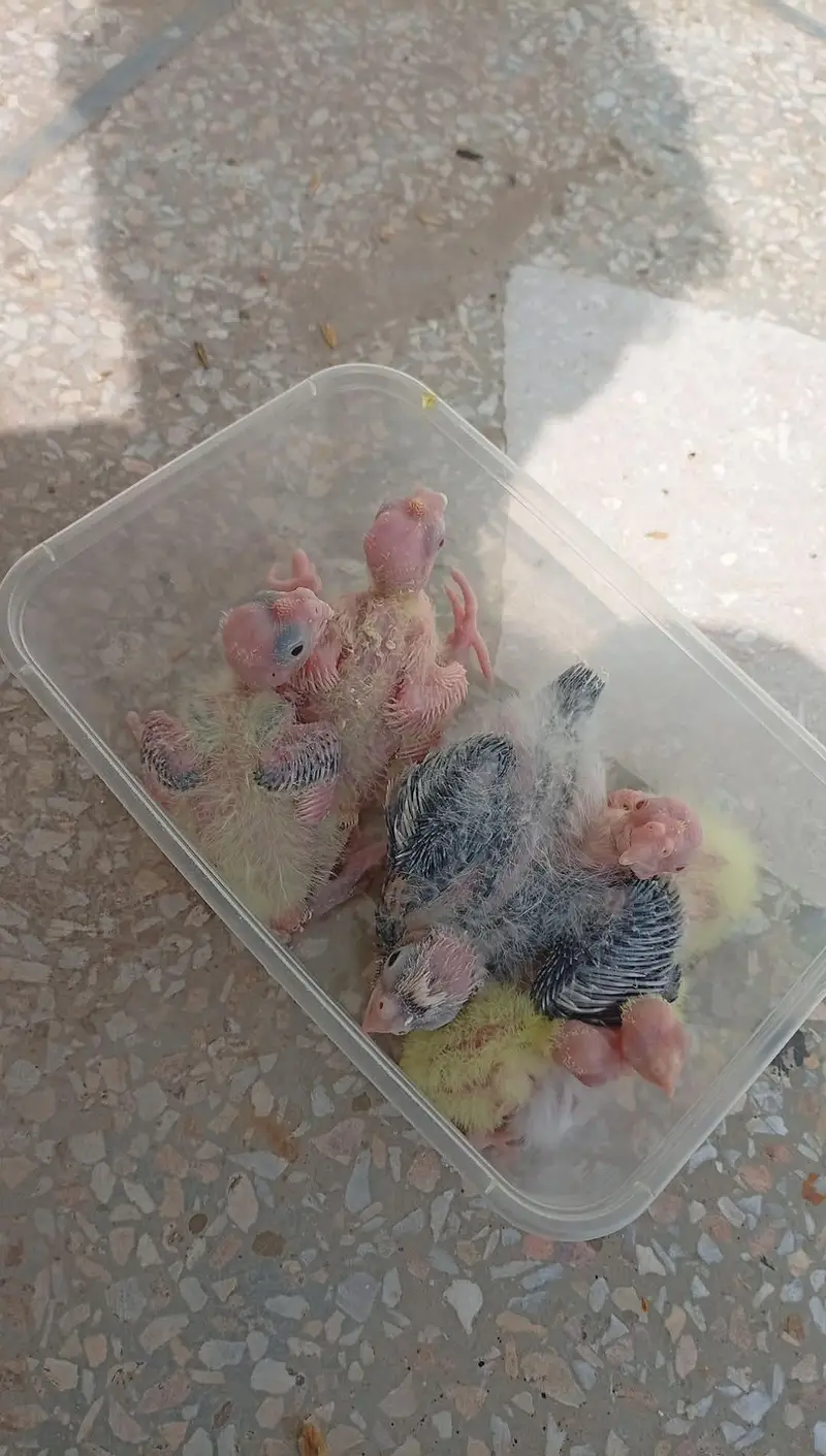 Quality Handfeed Cocktail Chicks Available Per Piece — photo 8