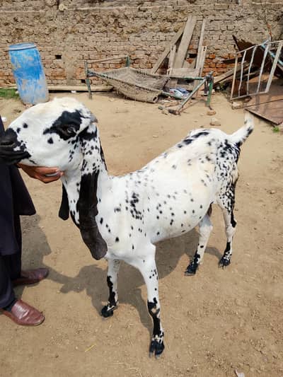 baqri for sale