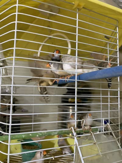 Common Finches for sale