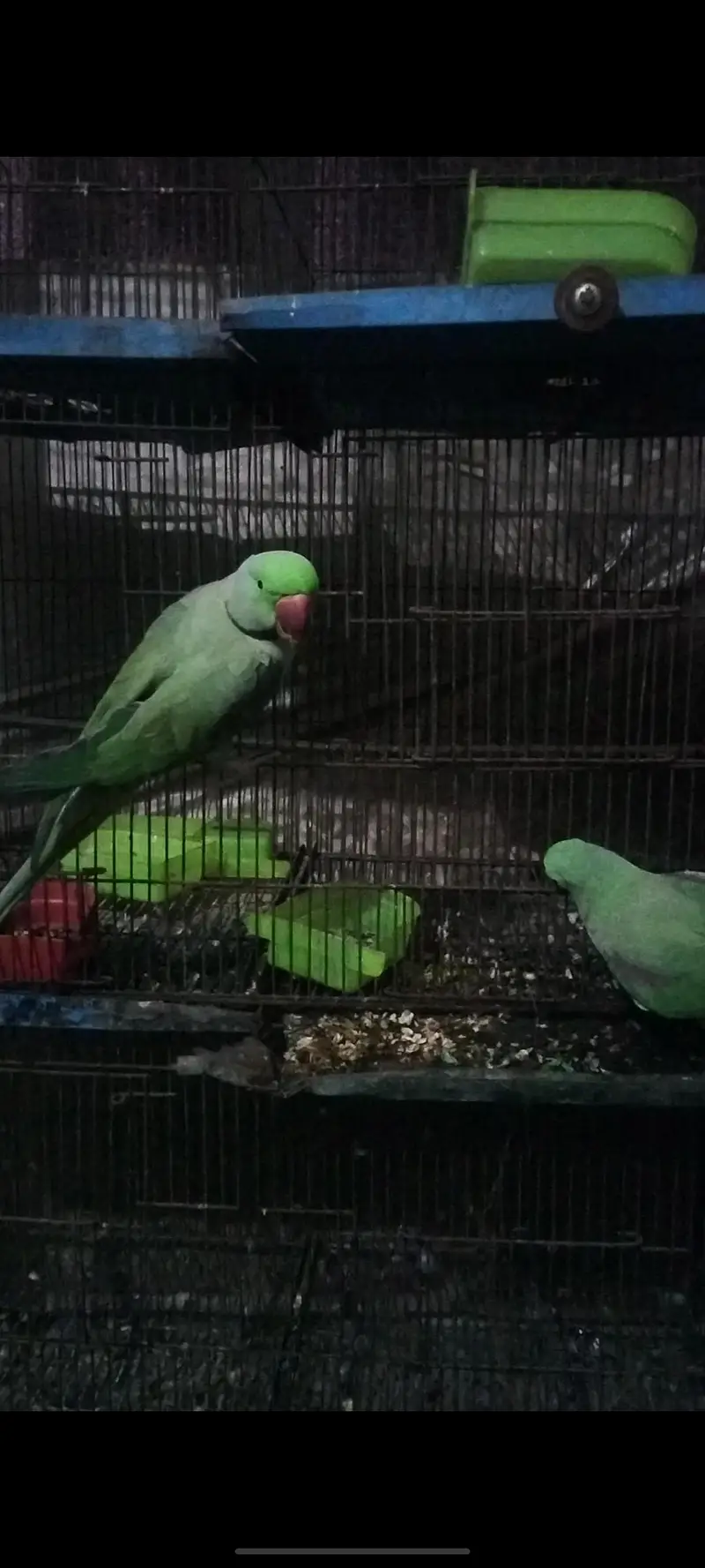 raw parrot / Kashmiri raw parrot / boolta hy or dance karta hy — photo 2