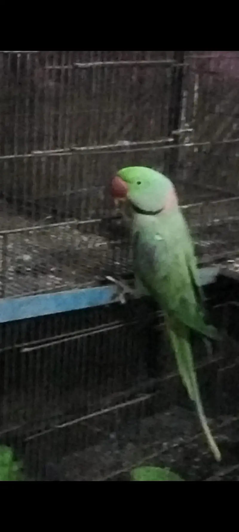 raw parrot / Kashmiri raw parrot / boolta hy or dance karta hy — photo 3