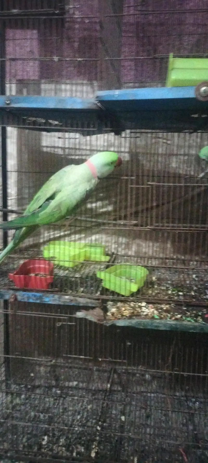 raw parrot / Kashmiri raw parrot / boolta hy or dance karta hy — photo 4