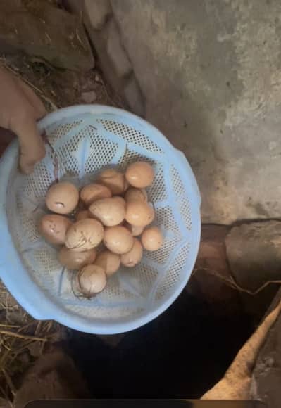 Pure Fresh Desi Eggs Available