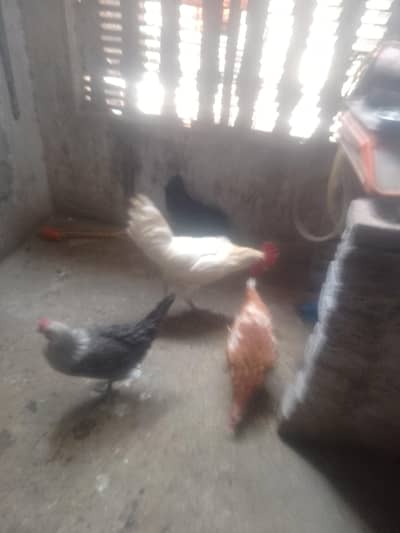 3 Desi hen hai or 1 male