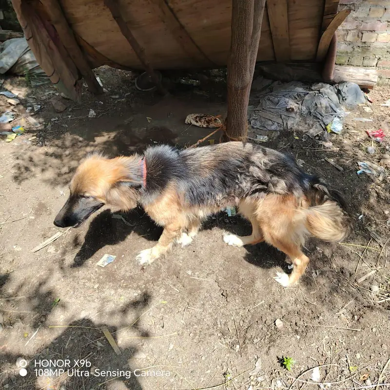 female German shepherd — photo 3