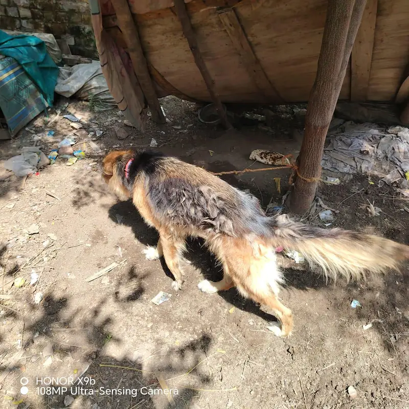 female German shepherd — photo 4