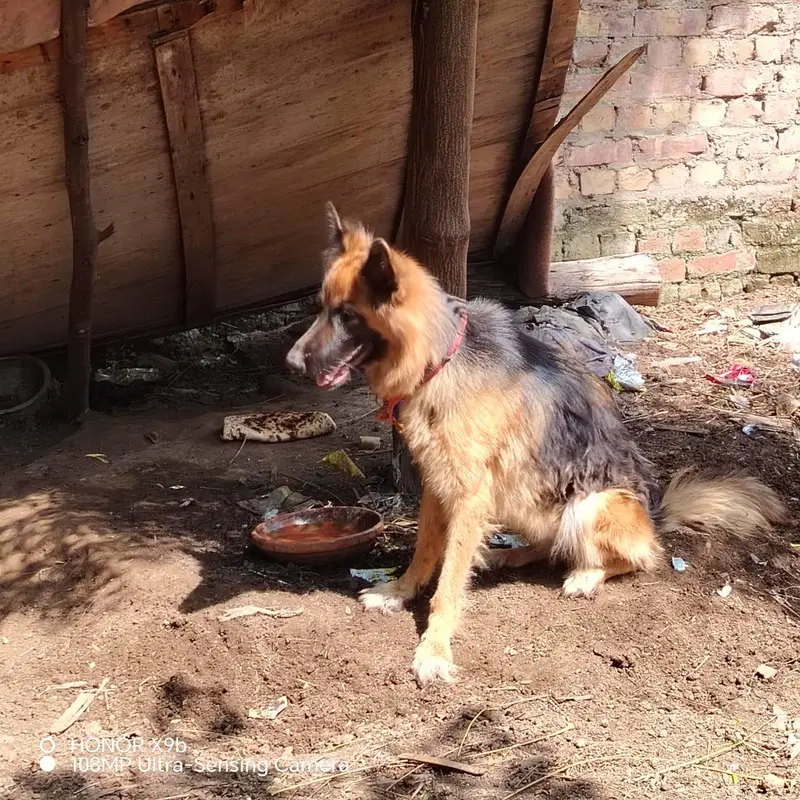 female German shepherd — photo 5