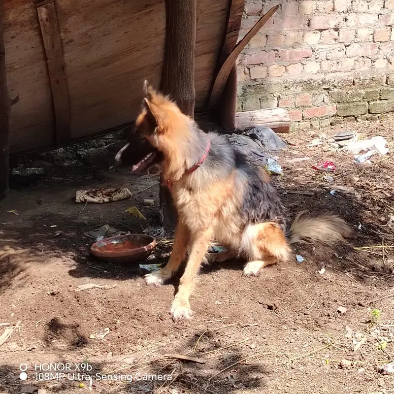 female German shepherd — photo 6