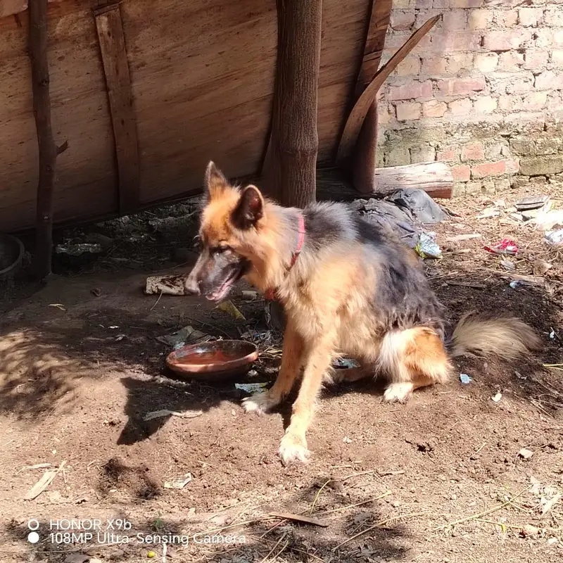 female German shepherd — photo 8