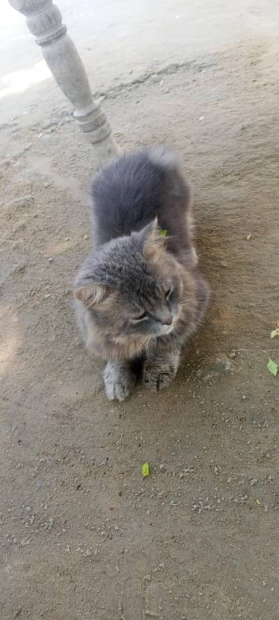 parsian cat