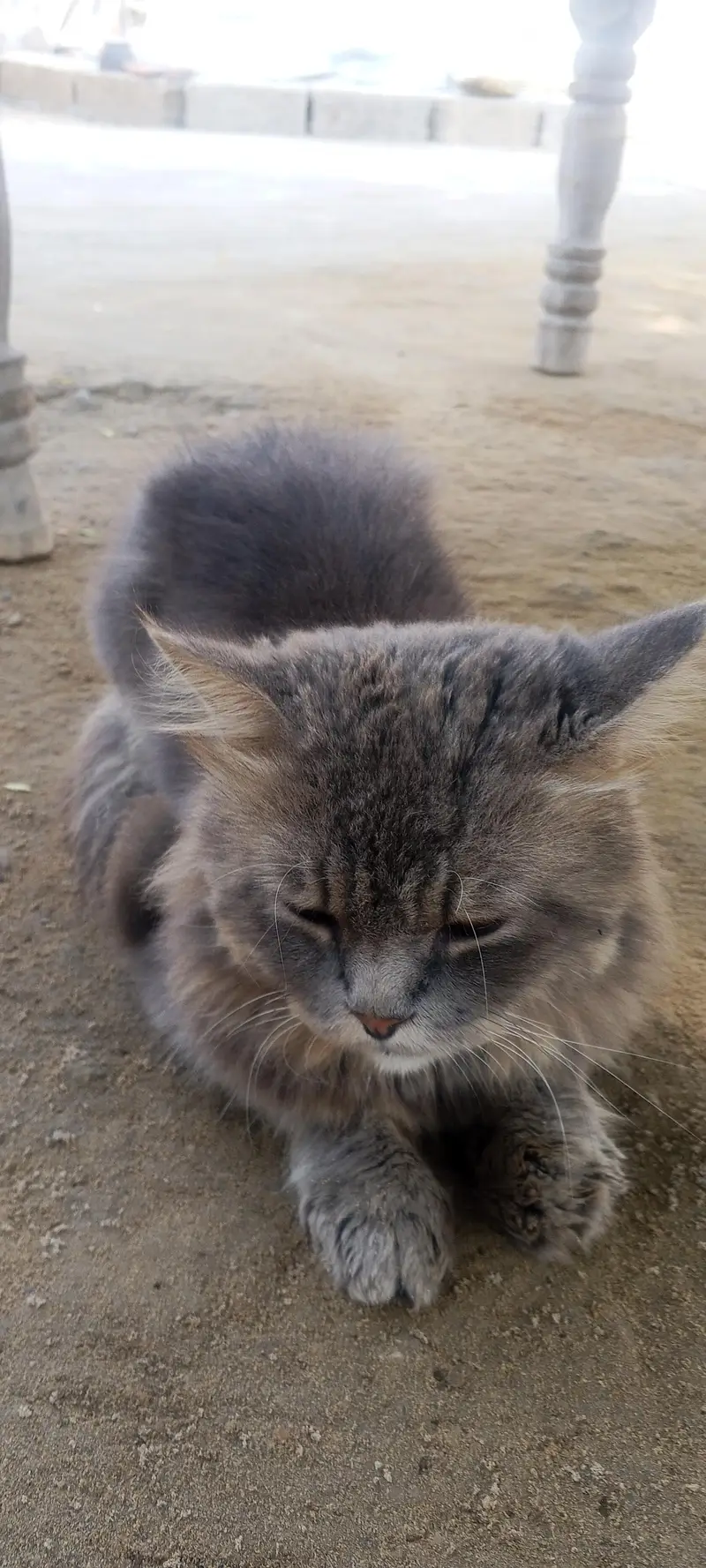 parsian cat — photo 2