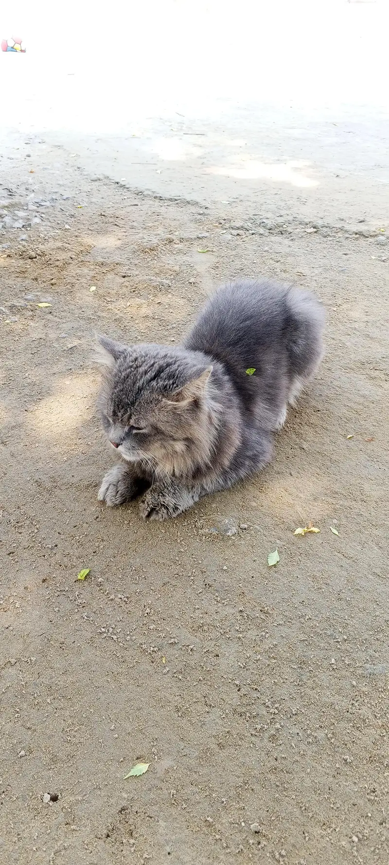 parsian cat — photo 3