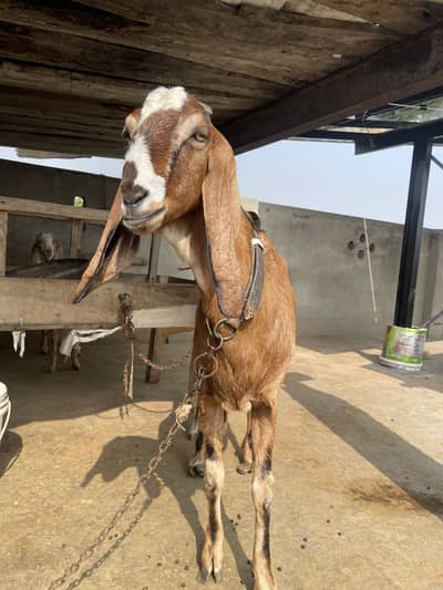 Goat bkri , 2 bchye sth h