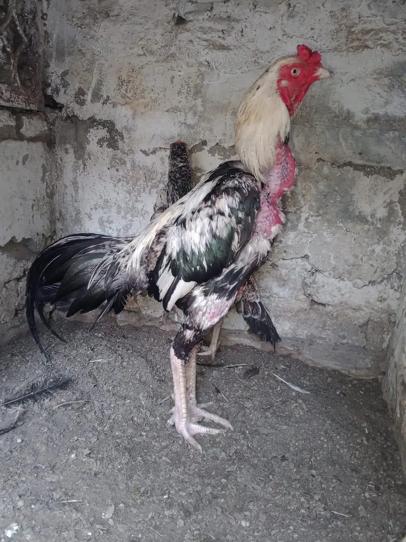 fertile eggs available fresh — photo 2