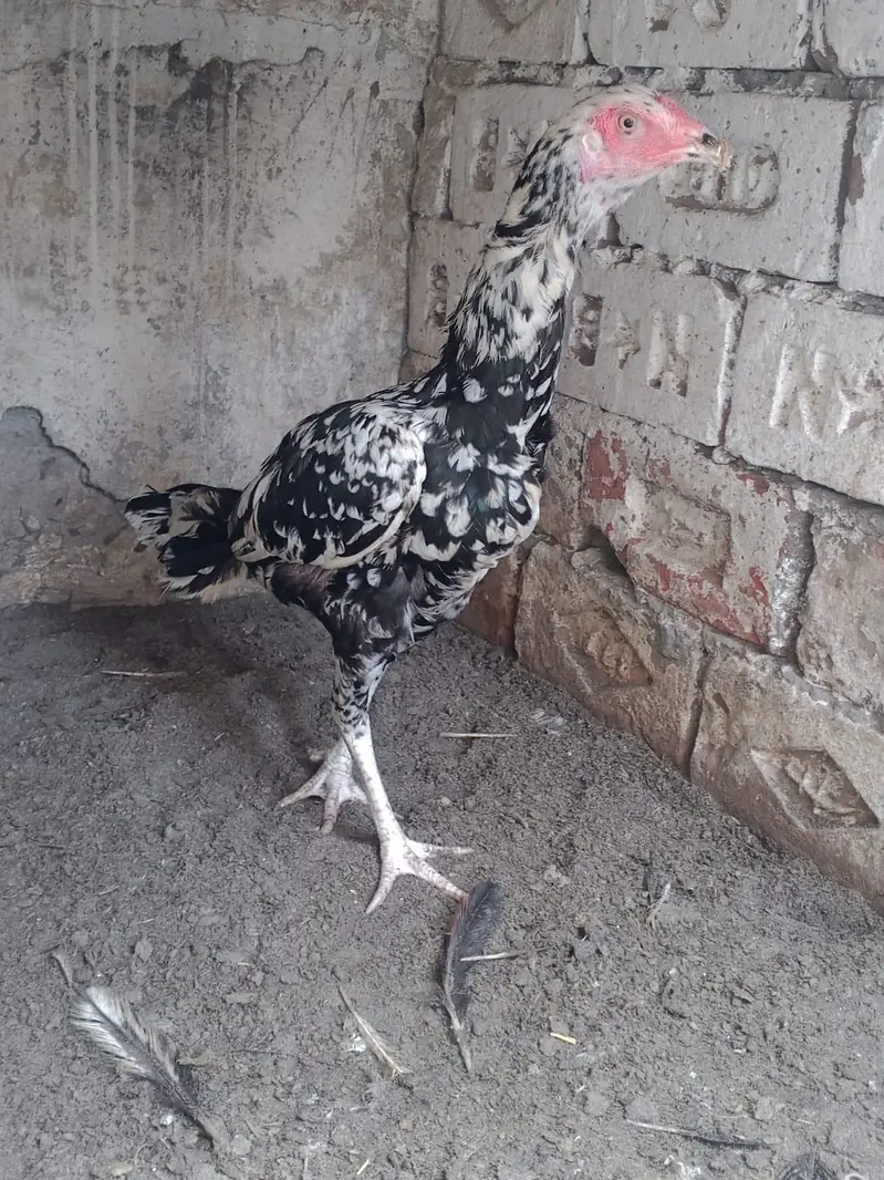 fertile eggs available fresh — photo 3