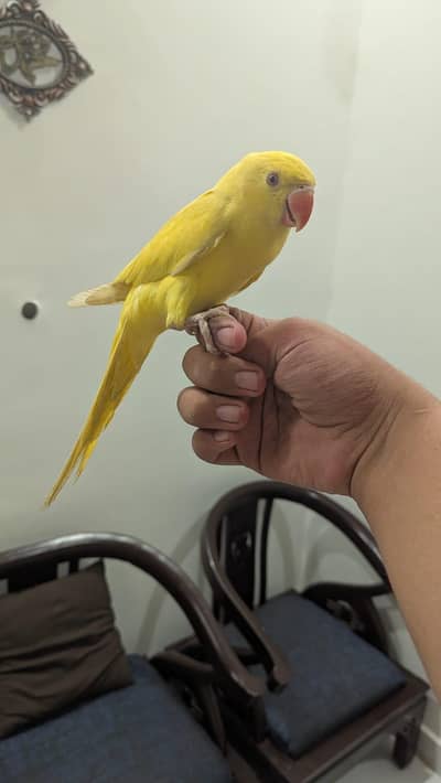 Hand tamed 0-Bite | Monks, Ringnecks, Sun Conures, Kashmiri Pahari Etc
