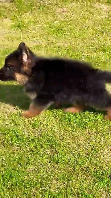 German Shepherd dog for sale male or female my 344=78=70160