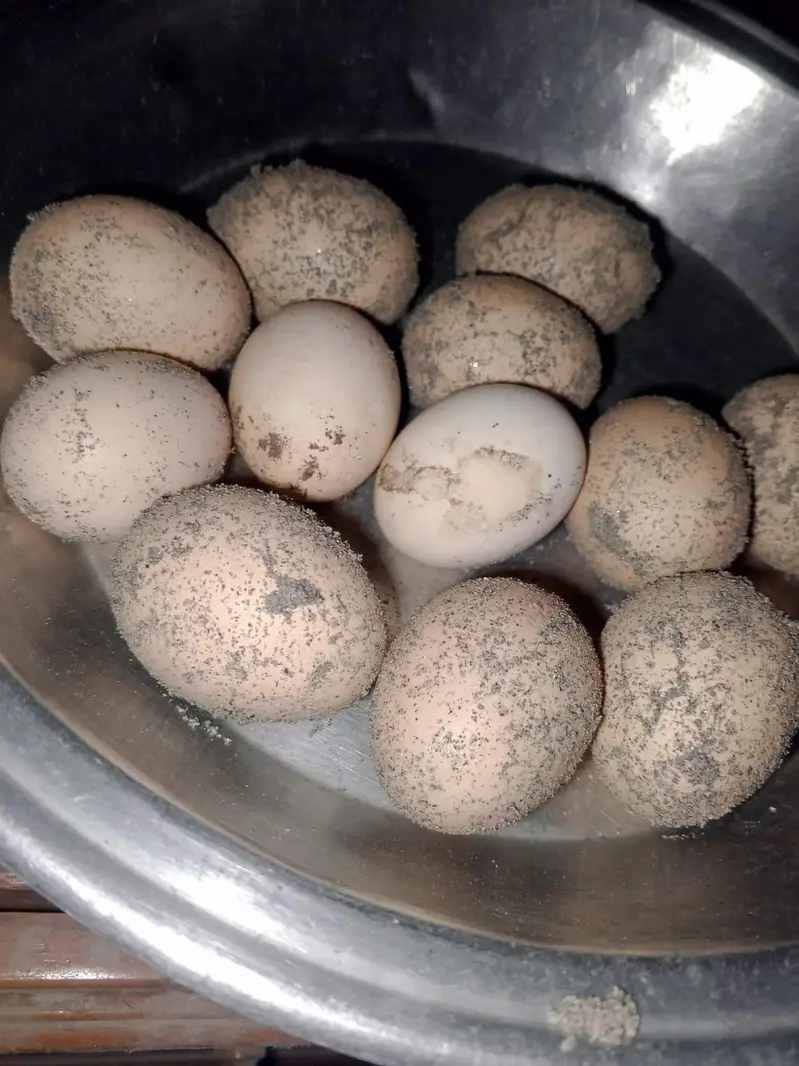 fertile eggs available fresh — photo 4